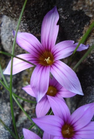 Romulea rosea flowers